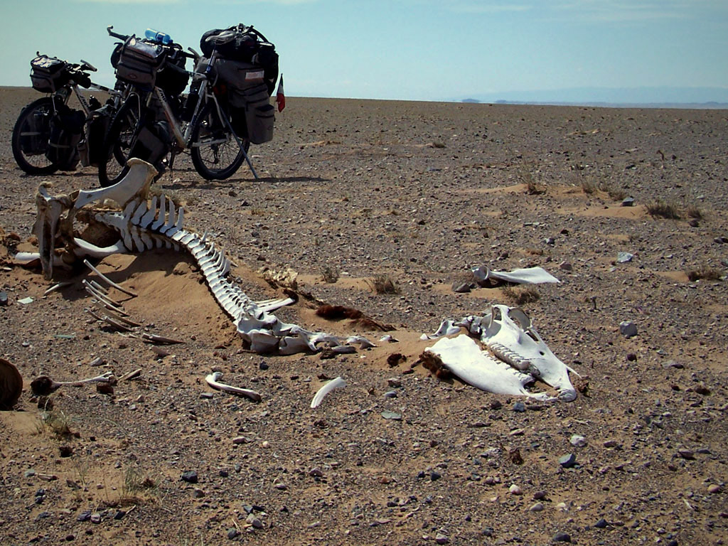 Scheletro di animale nel deserto del Gobi con le mountain bike sullo sfondo